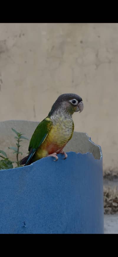 Green cheek conure full friendly tamed birds