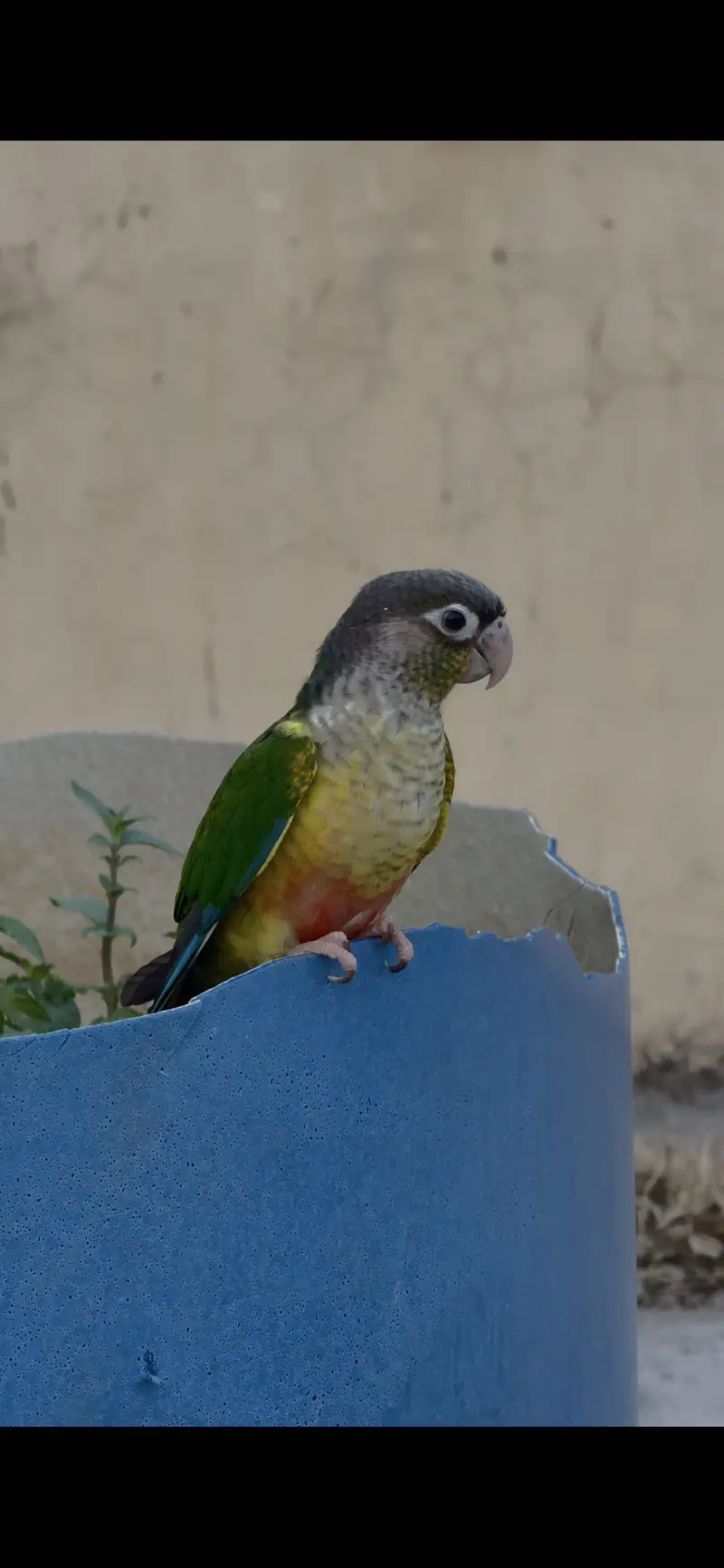 Green cheek conure full friendly tamed birds