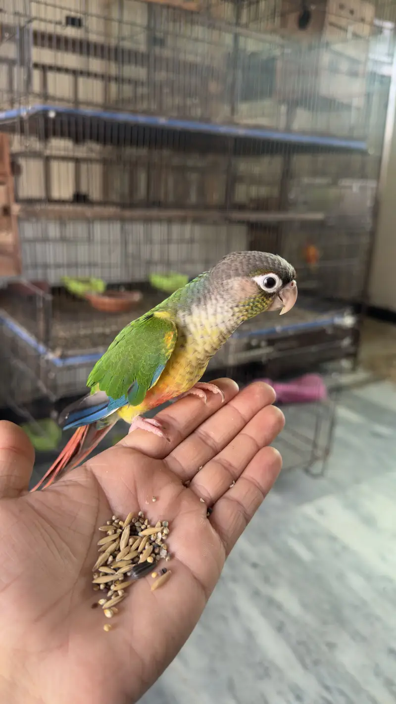 Green cheek conure full friendly tamed birds — photo 2
