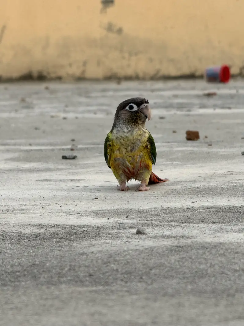 Green cheek conure full friendly tamed birds — photo 3