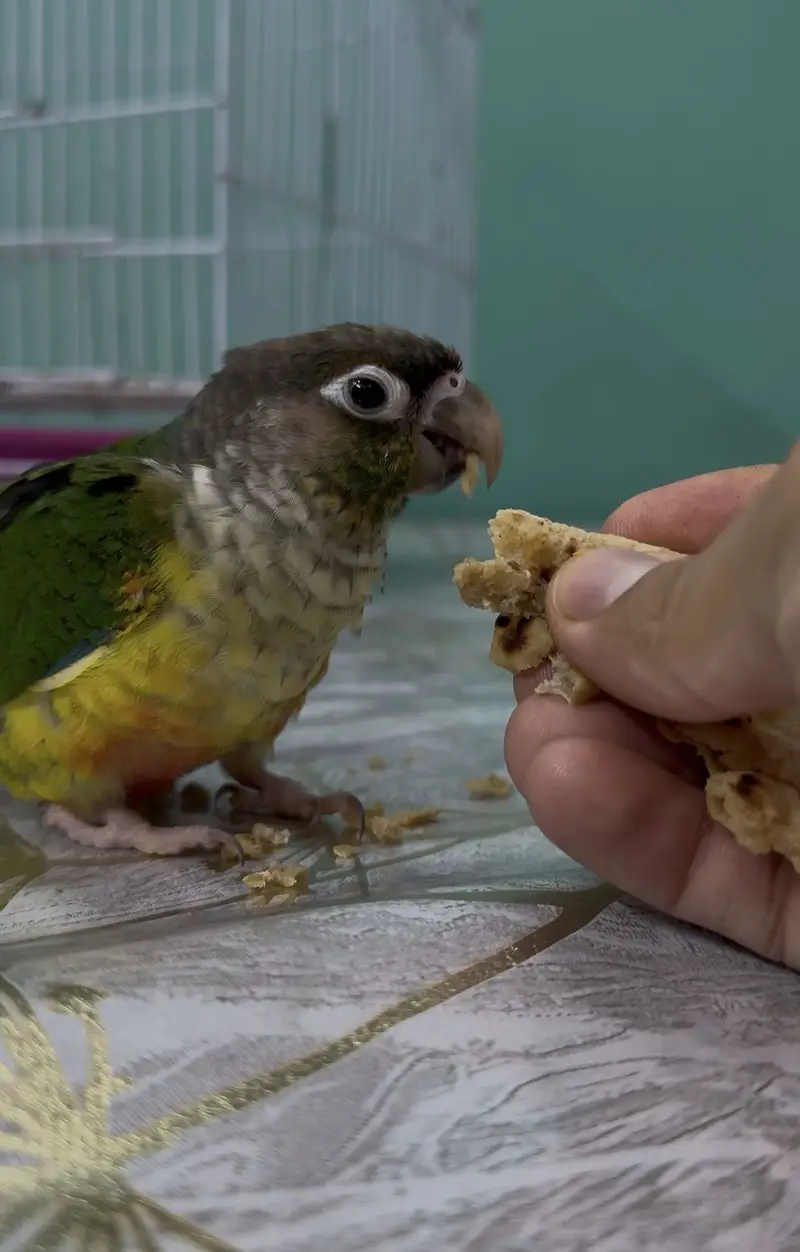 Green cheek conure full friendly tamed birds — photo 4