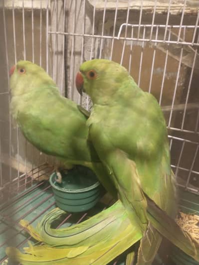 Healthy and active 0 bite ringneck pair handtamed
