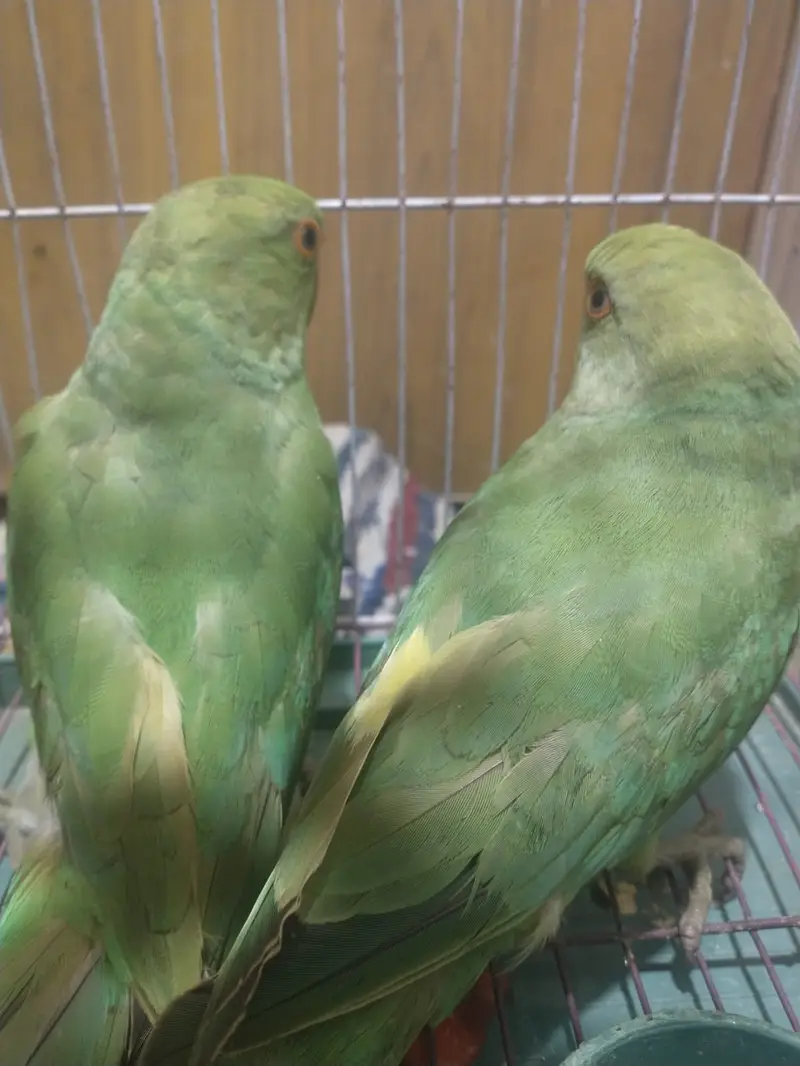 Healthy and active 0 bite ringneck pair handtamed — photo 5
