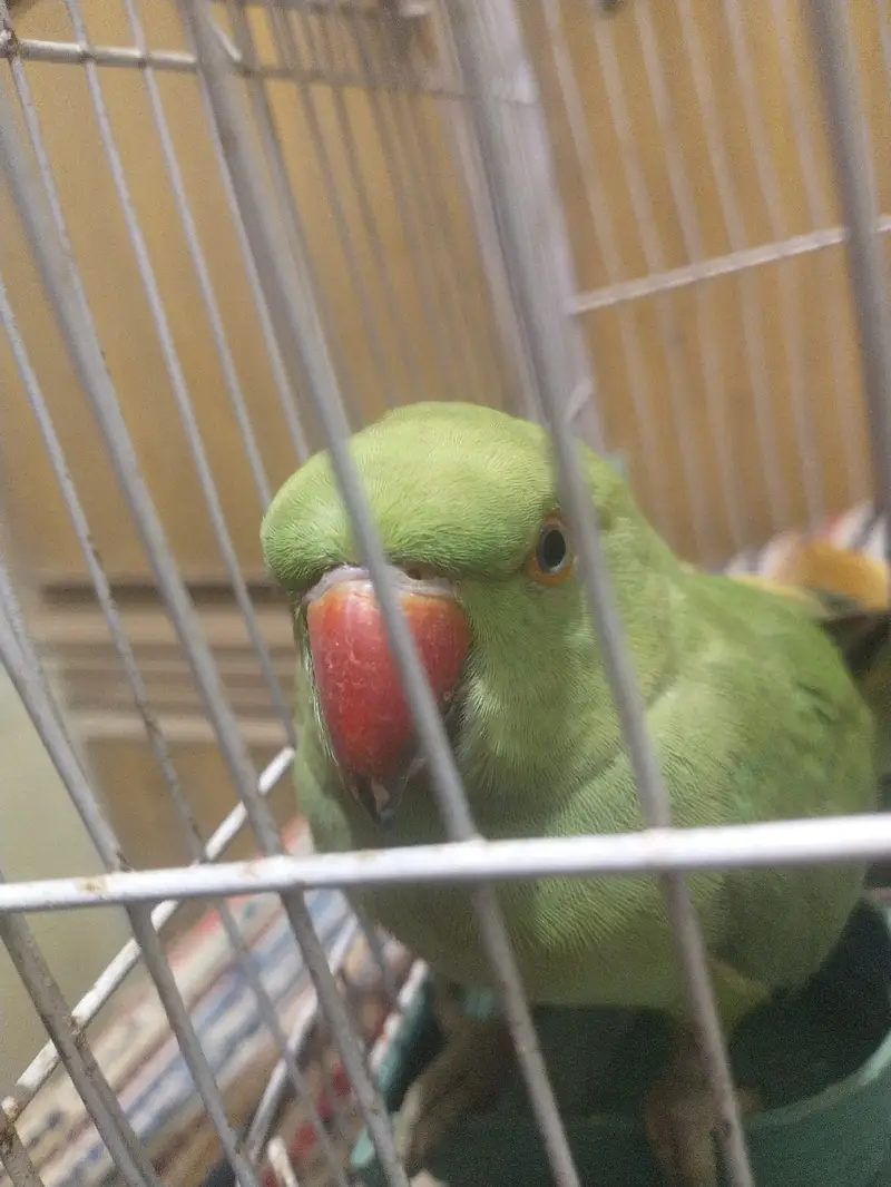 Healthy and active 0 bite ringneck pair handtamed — photo 6
