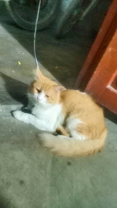 Fluffy Orange & White Cat for Sale  | Healthy & Friendly
