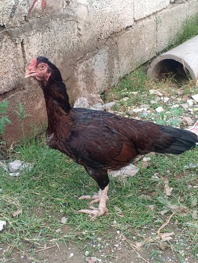 aseel madi 9 chicks k sath for sale