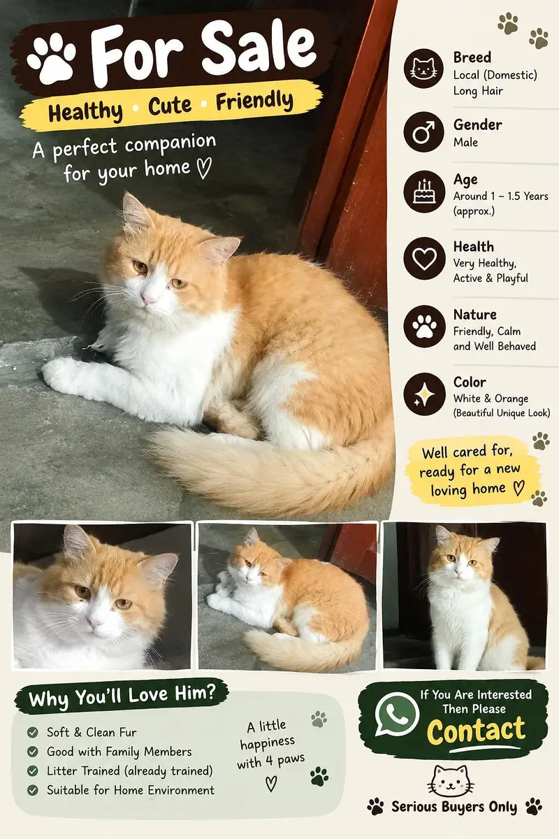 Fluffy Orange & White Cat for Sale  | Healthy & Friendly — photo 2