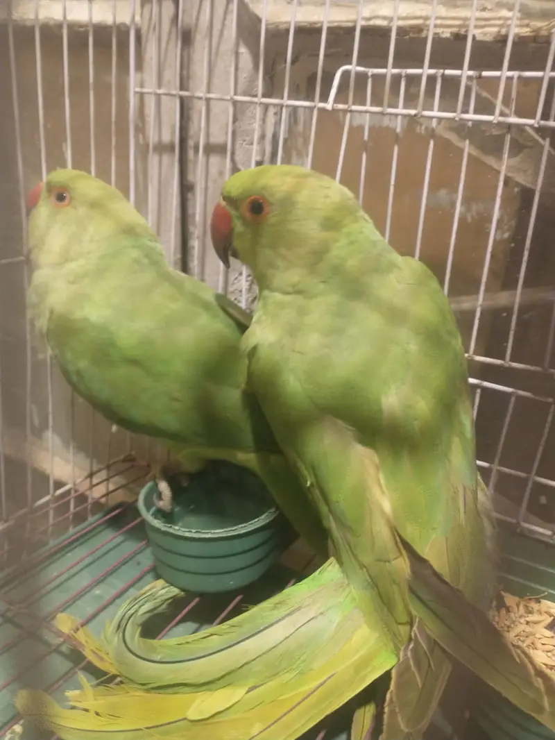 Handtamed rigneck pair 0 bite