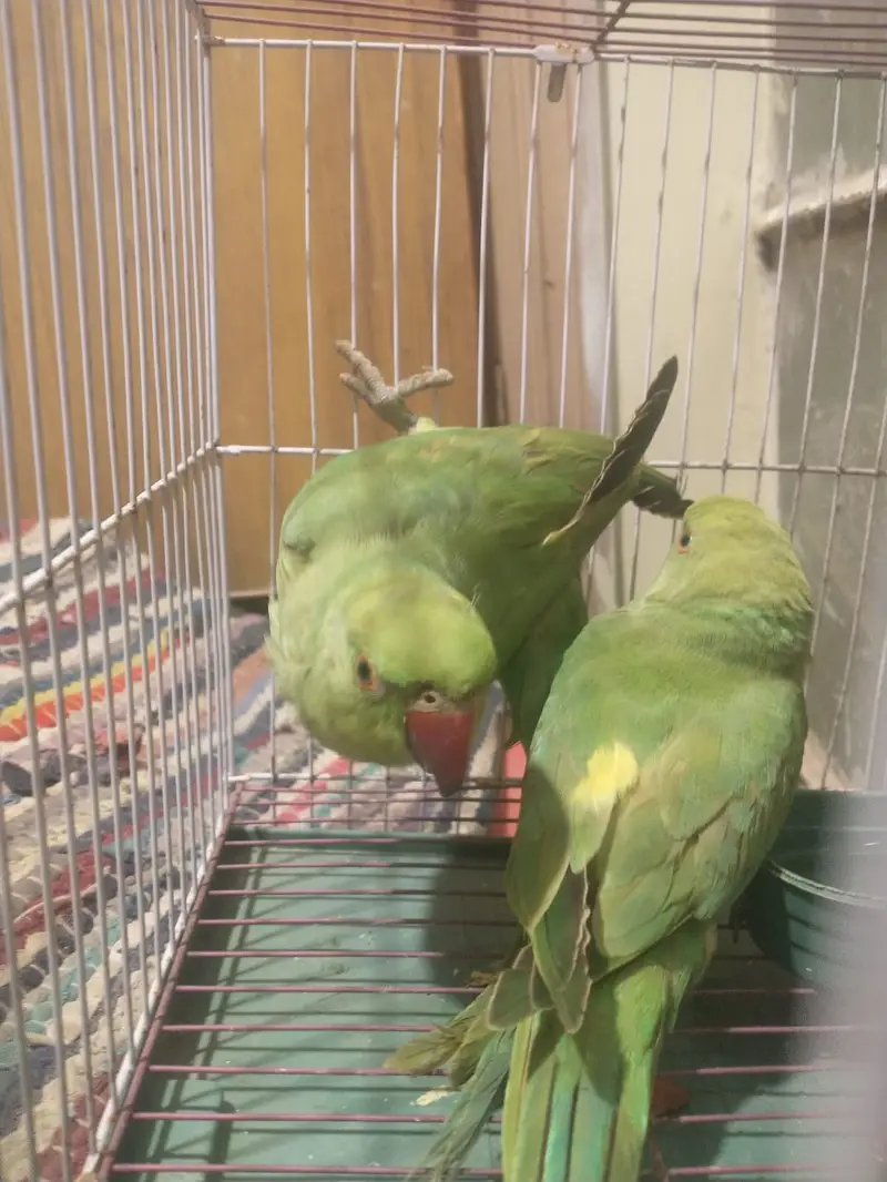 Handtamed rigneck pair 0 bite — photo 2