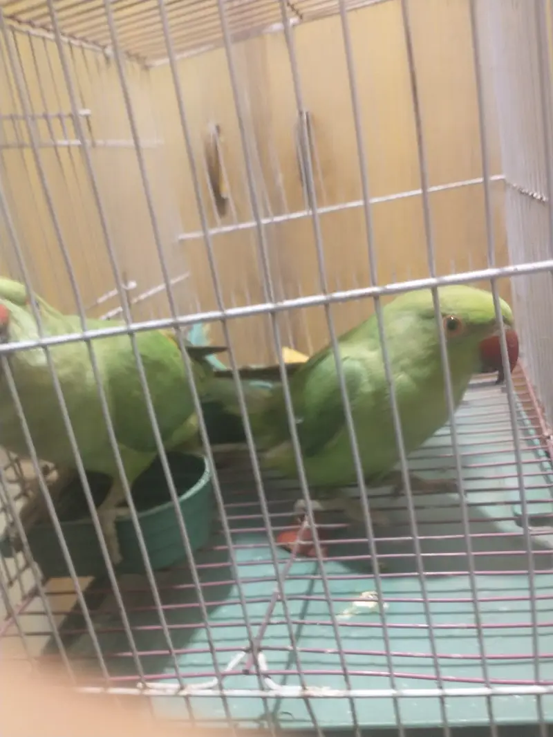 Handtamed rigneck pair 0 bite — photo 4