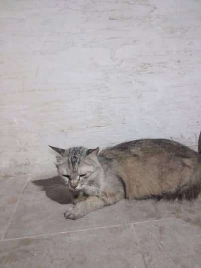 cat s