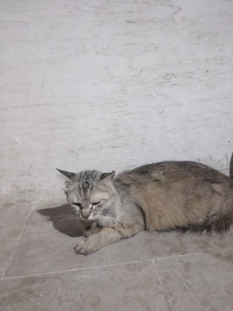 cat s 0