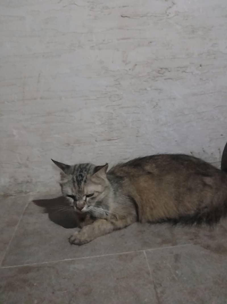 cat s 1