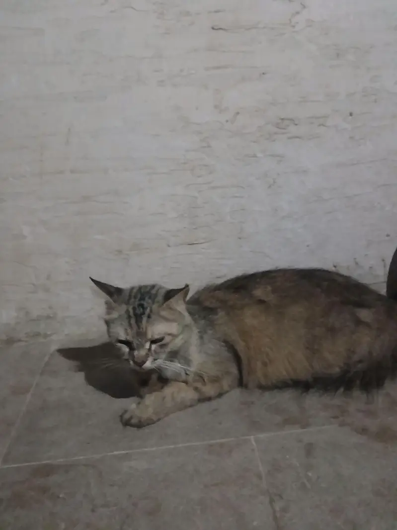cat s — photo 2