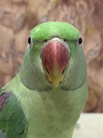 raw parrot male