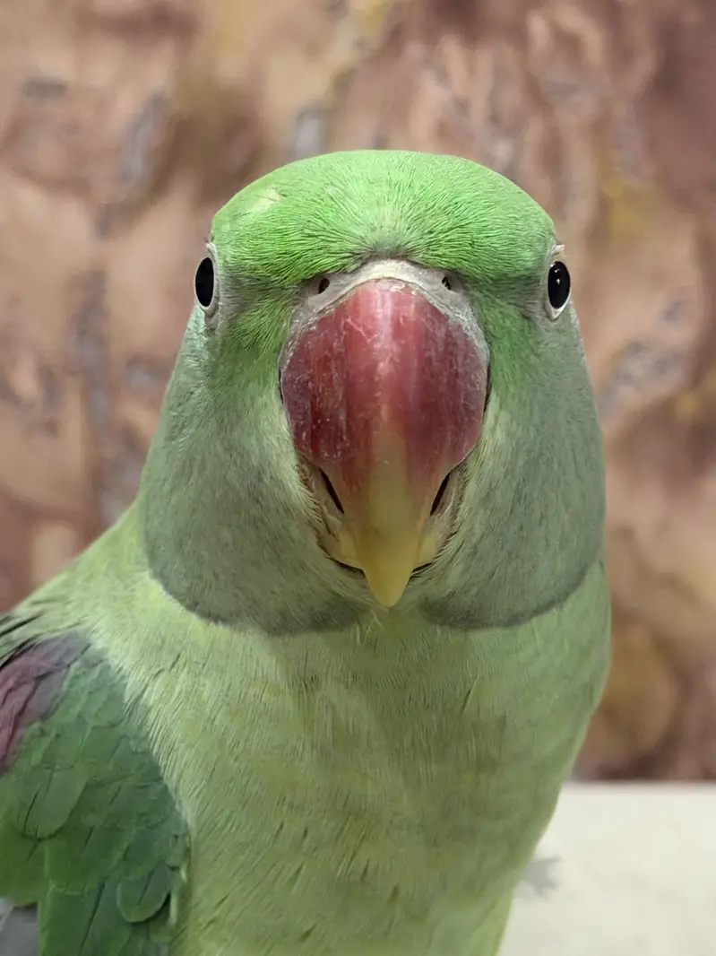 raw parrot male