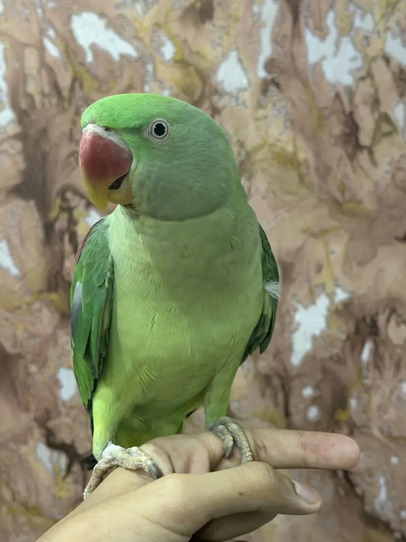 raw parrot male — photo 2