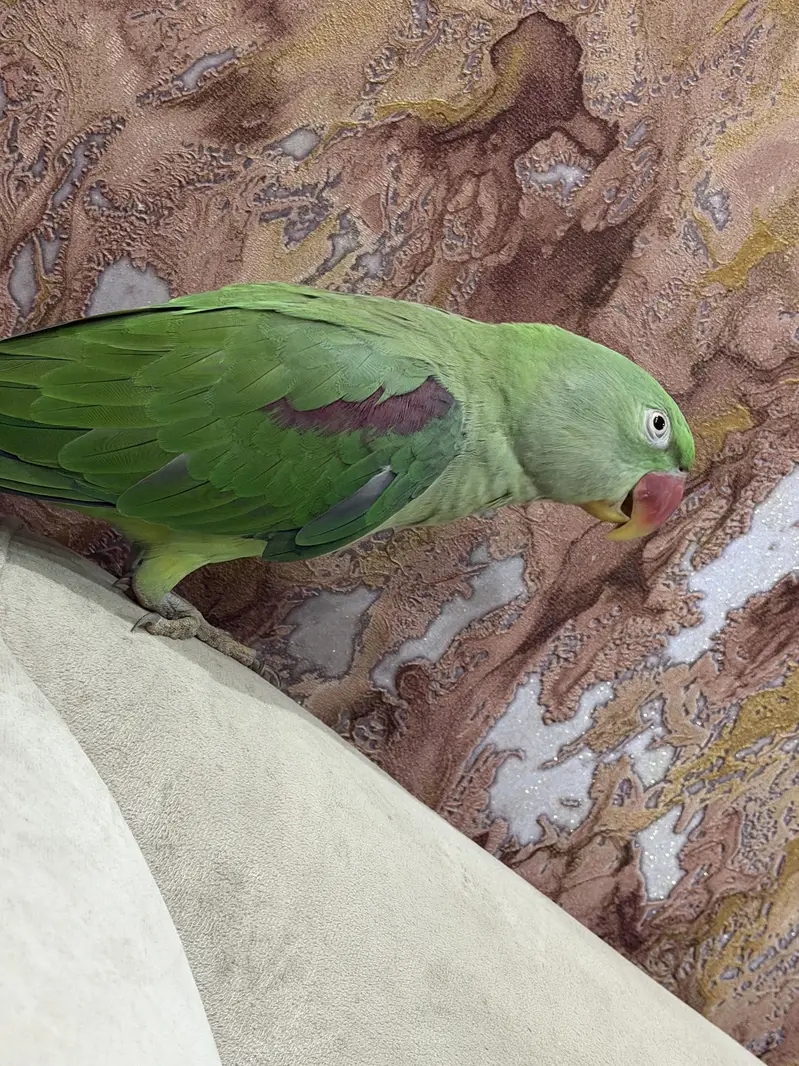 raw parrot male — photo 3