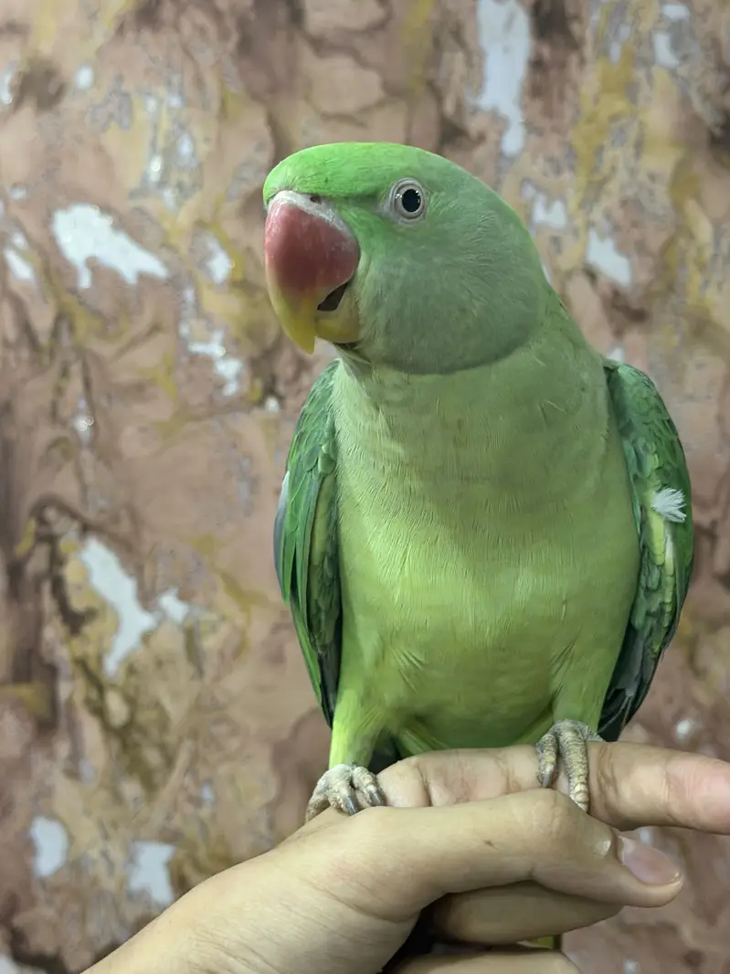 raw parrot male — photo 4
