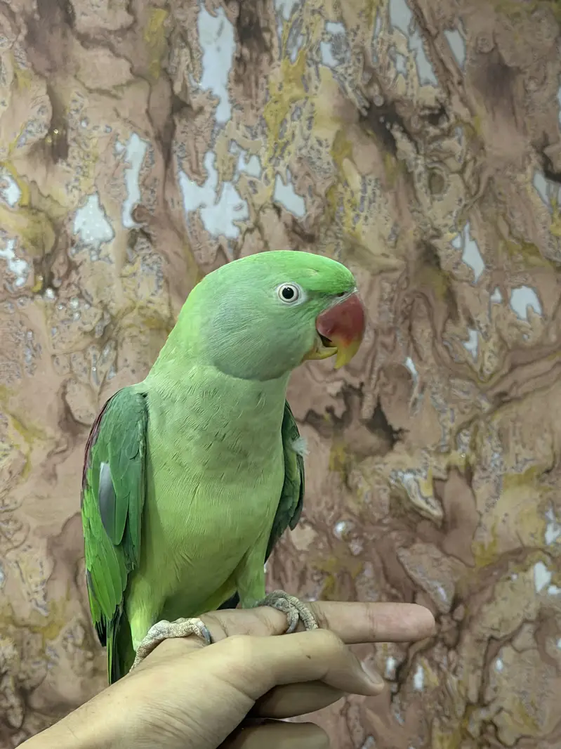 raw parrot male — photo 5