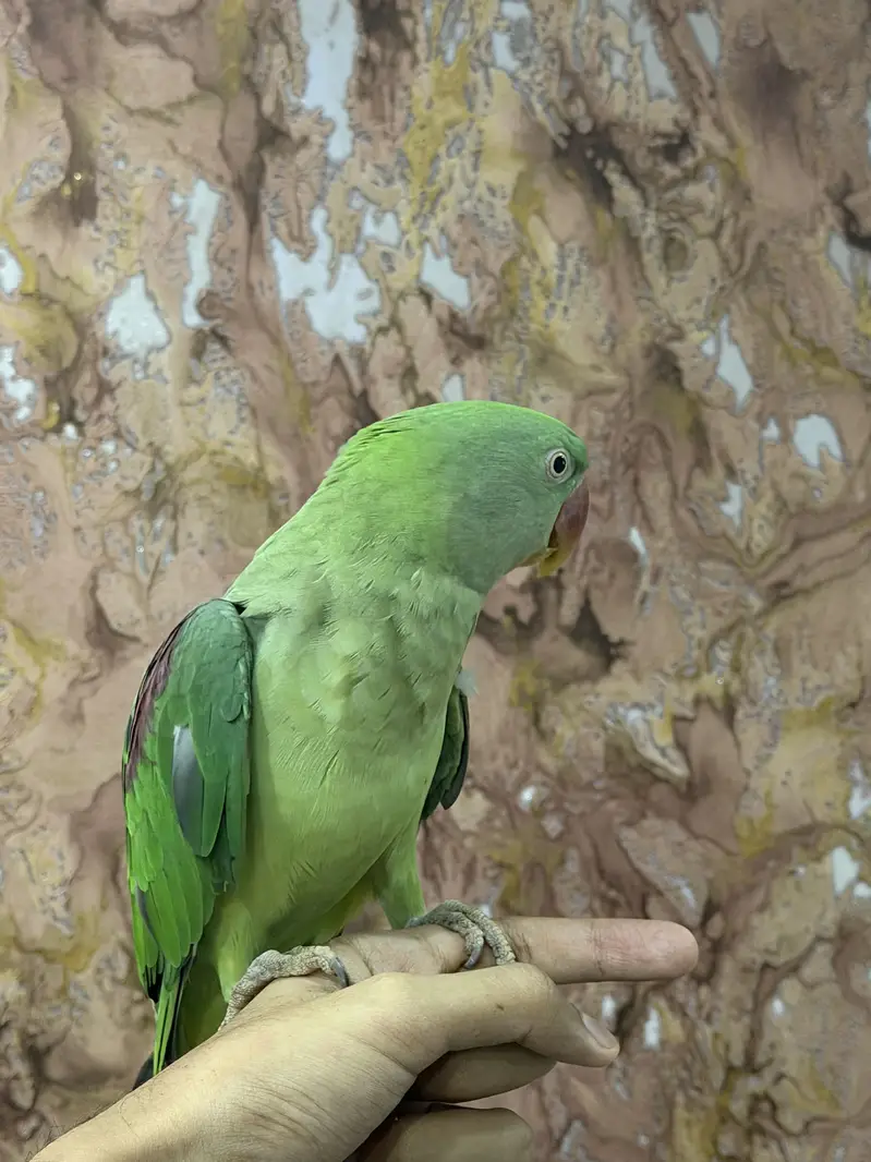 raw parrot male — photo 6