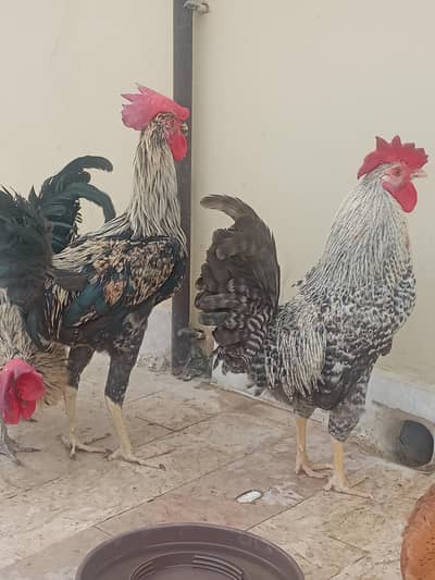 golden misri murgay for sale