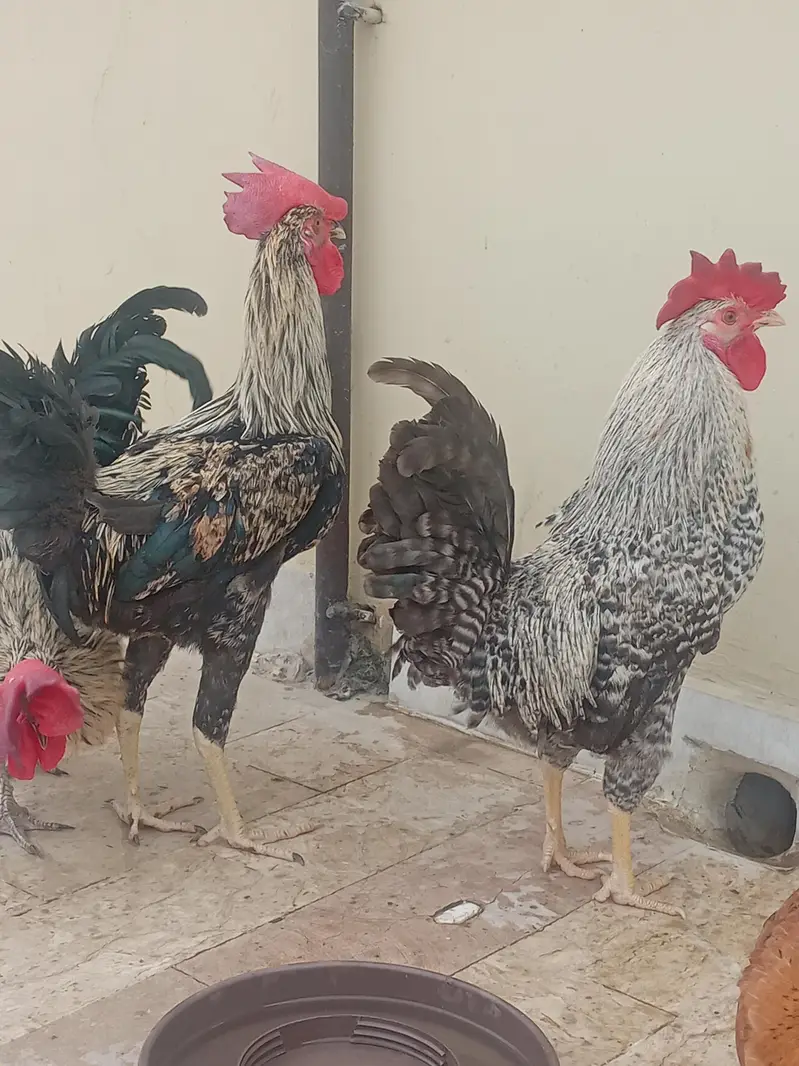 golden misri murgay for sale
