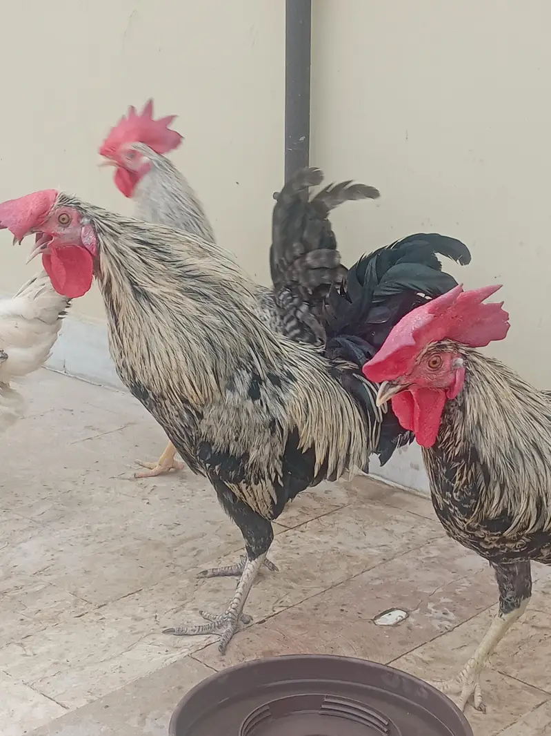 golden misri murgay for sale — photo 2