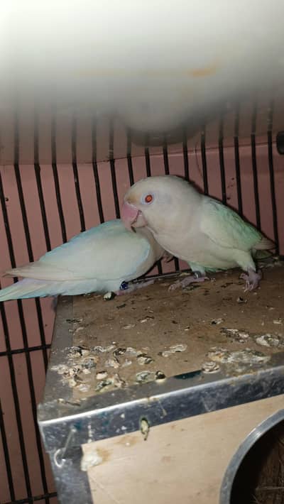 Beautiful Pair Of Love bird Full jumbo size With cage For sale