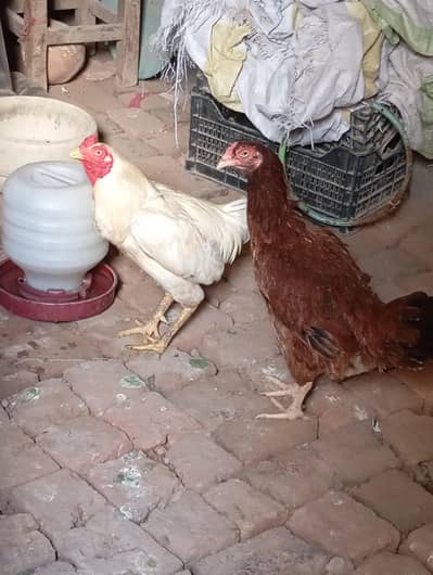 hens aseel