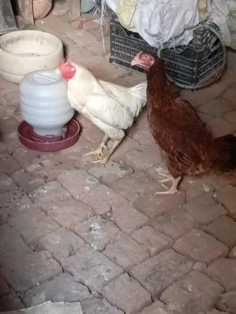 hens aseel — photo 2