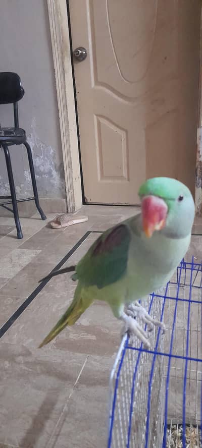 alexandar parrot male conform 8 to 9 month all ok