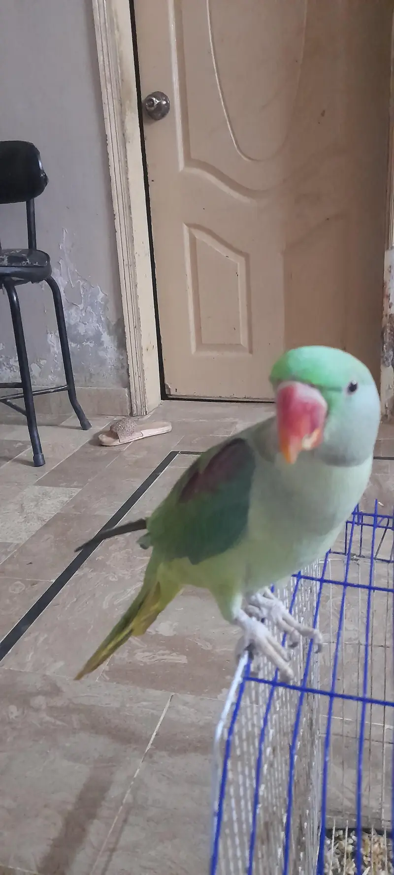 alexandar parrot male conform 8 to 9 month all ok