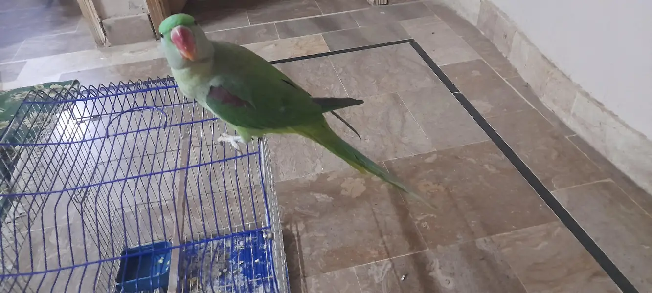 alexandar parrot male conform 8 to 9 month all ok — photo 2
