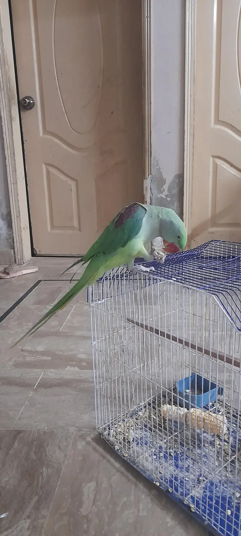 alexandar parrot male conform 8 to 9 month all ok — photo 3