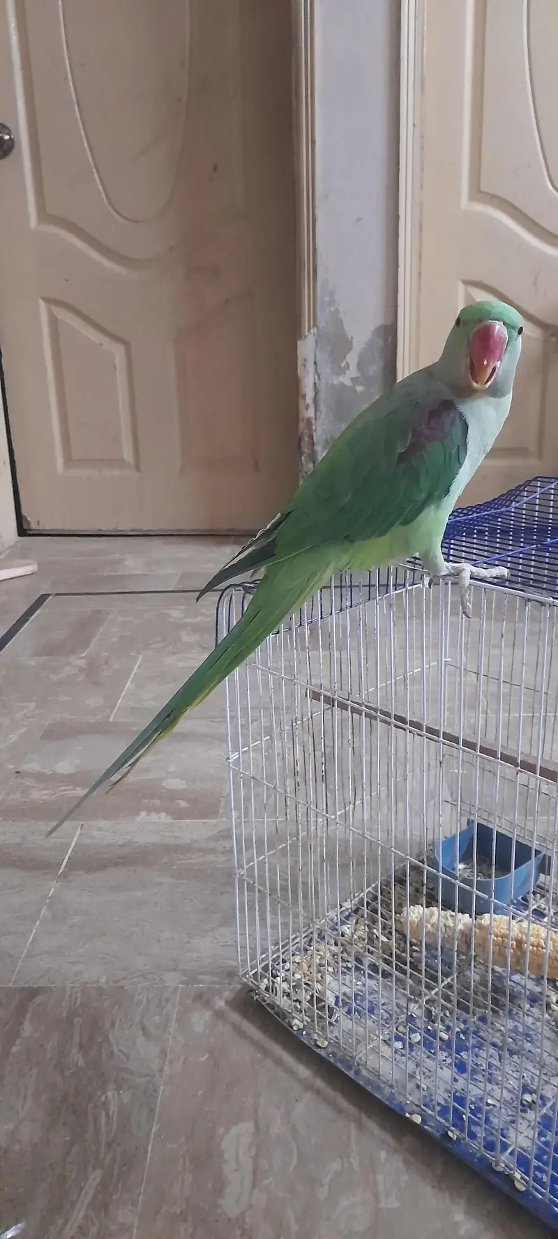 alexandar parrot male conform 8 to 9 month all ok — photo 4
