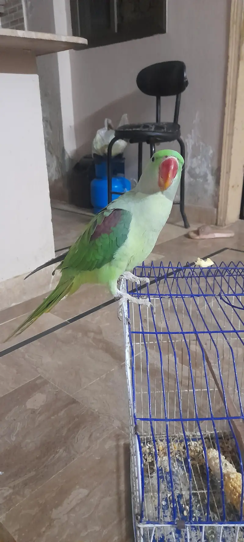 alexandar parrot male conform 8 to 9 month all ok — photo 5
