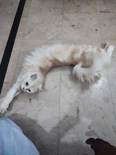 Persian female cat for adoption