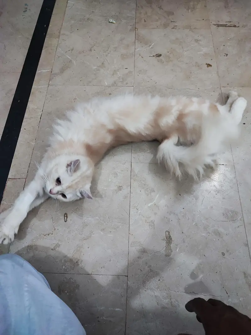 Persian female cat for adoption