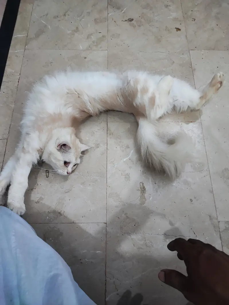 Persian female cat for adoption — photo 2