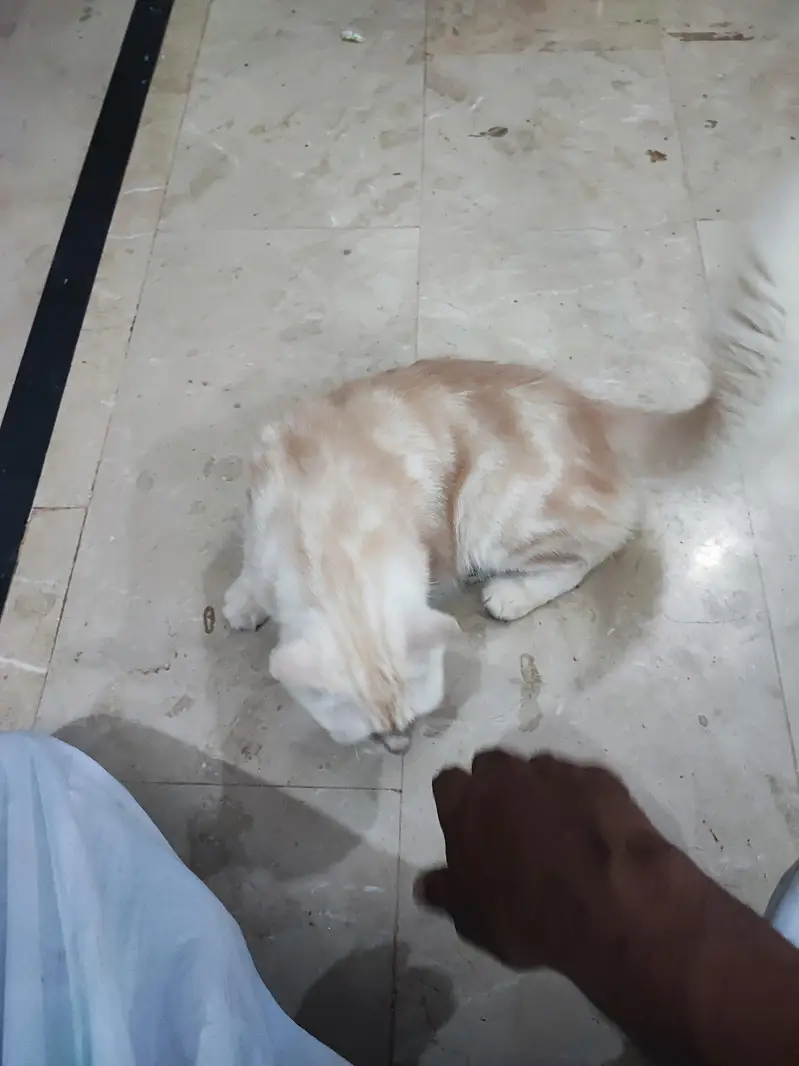 Persian female cat for adoption — photo 3