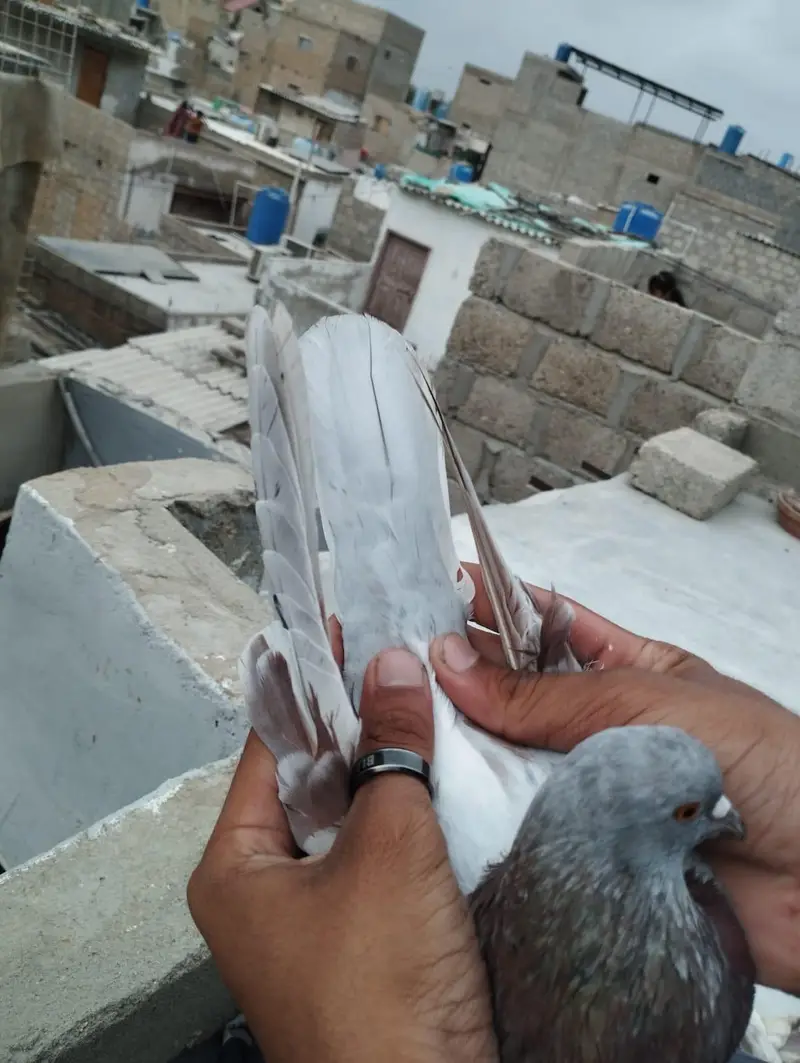 Patti wala — photo 3