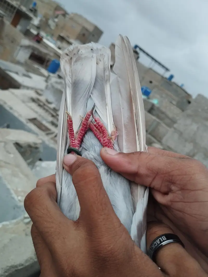 Patti wala — photo 4