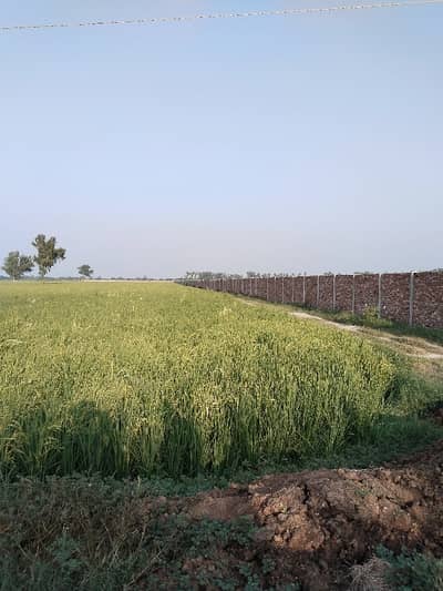 320 Kanal land moaza dhalla kulla urgent for sale.