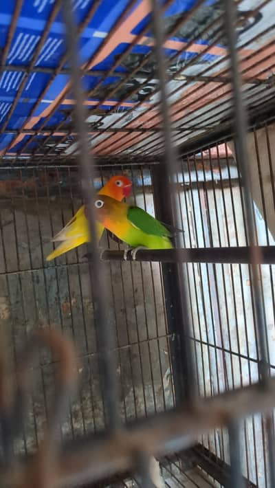 love birds