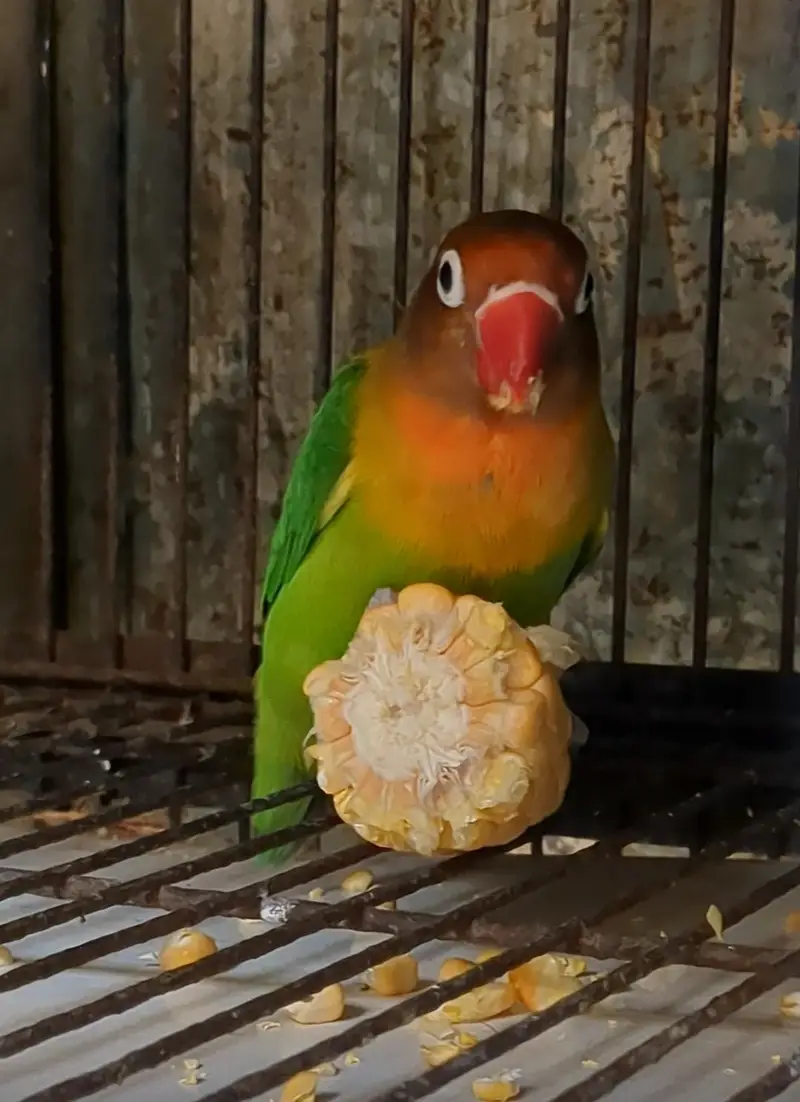 love birds — photo 3