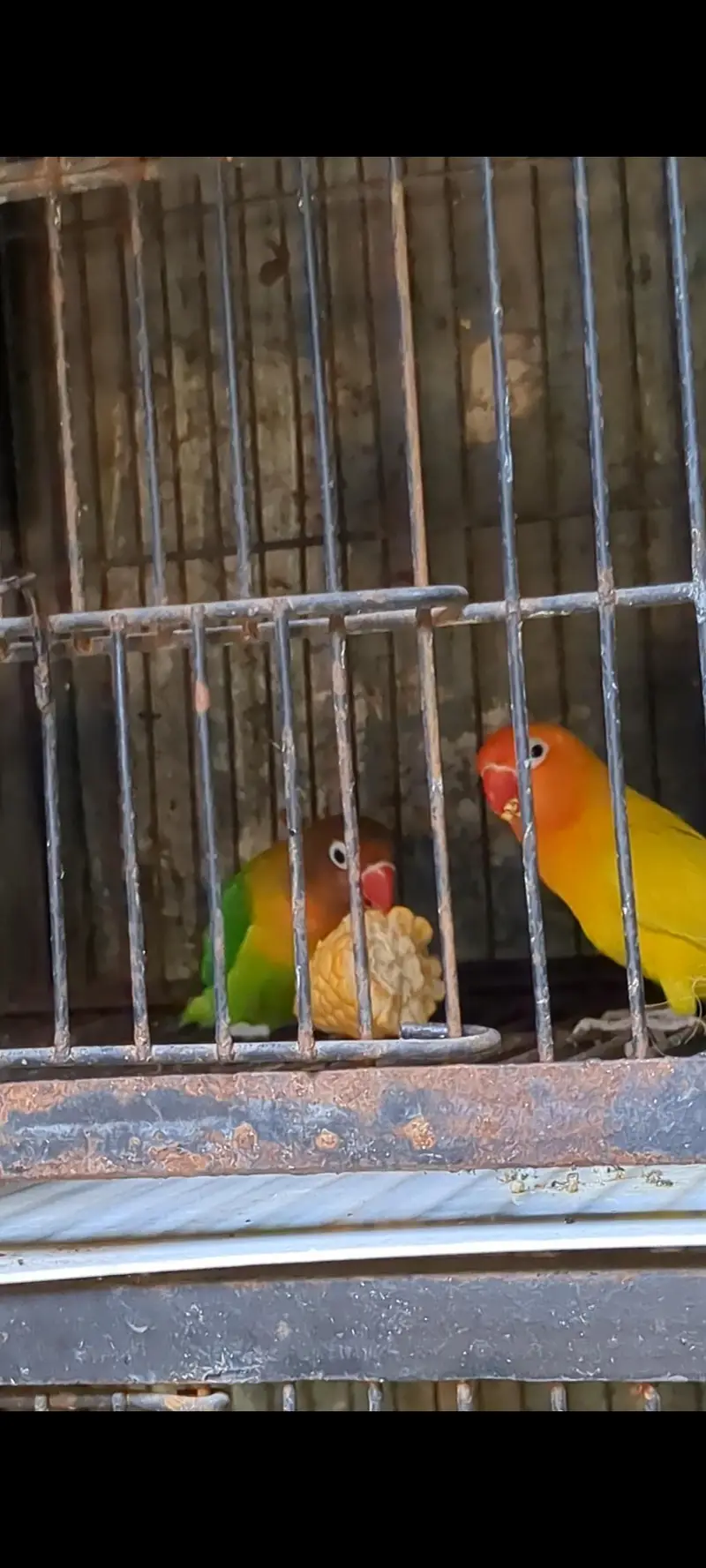 love birds — photo 4