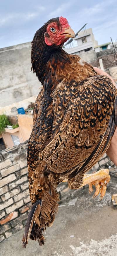 mashallah quality amroha mirathi Madi for sale
