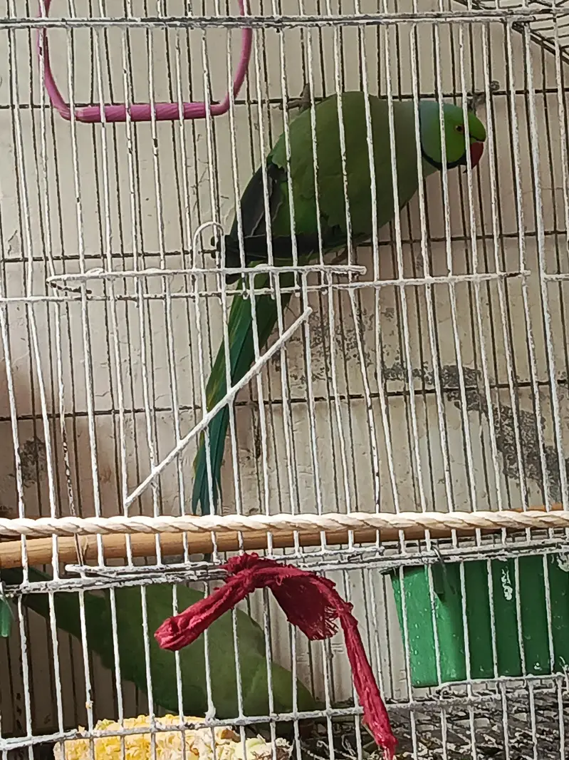 Parrot for sale — photo 2