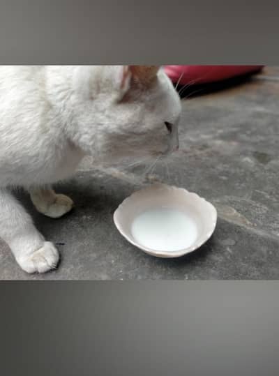 Turkish angora cat